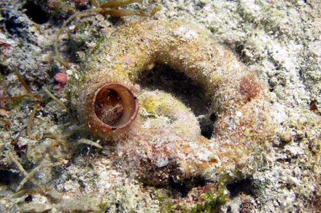 7- worm snail