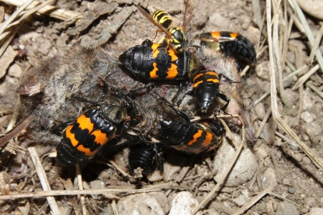 9 Carrion beetles