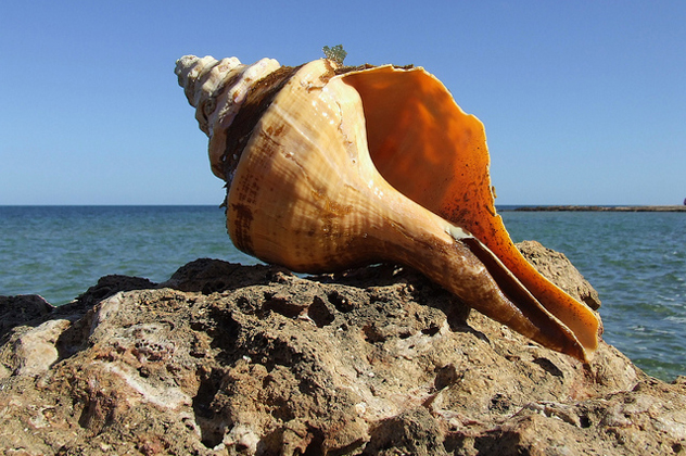 10 Creepy Snails That Will Ruin Your Day - 87