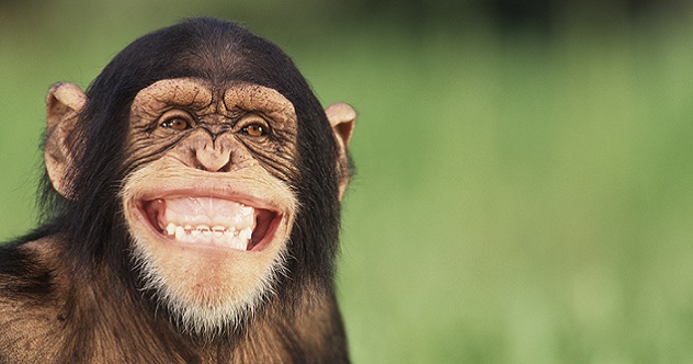 10 Ways Monkeys Are More Like Us Than We Think - Vimarsana News