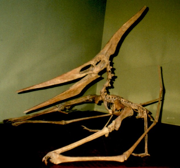 Ikrandraco < Pterodactyloidea.  Prehistoric animals, Prehistoric  creatures, Prehistoric art