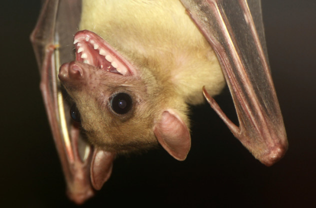 bat mouth