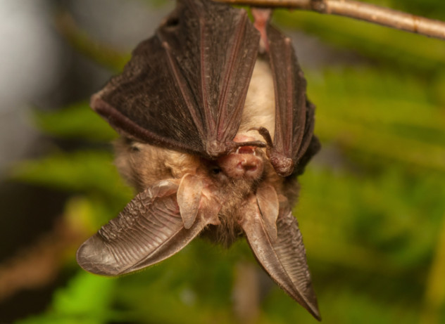 bat with hella ears