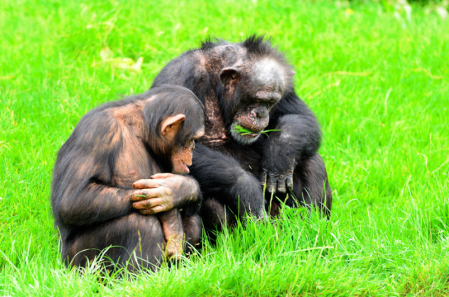 chimpanzees