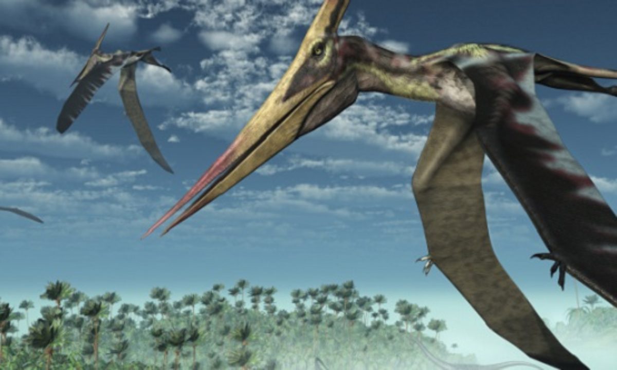 Why we think that some extinct giant flying reptiles cared for