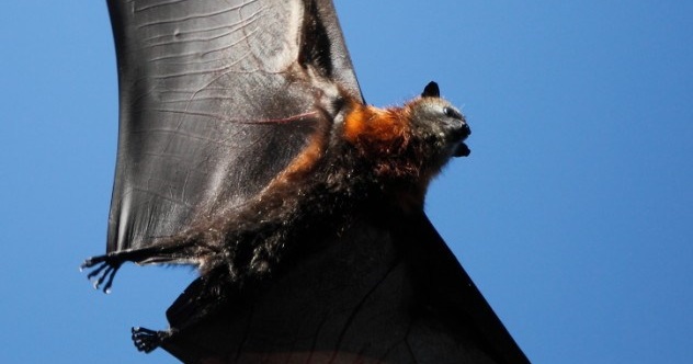 10 Amazing Things You Didn't Know Bats Could Do - Vimarsana News