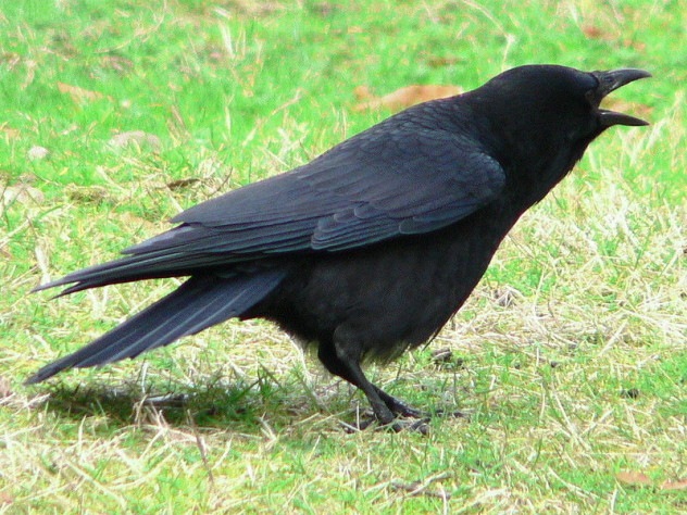1 crow