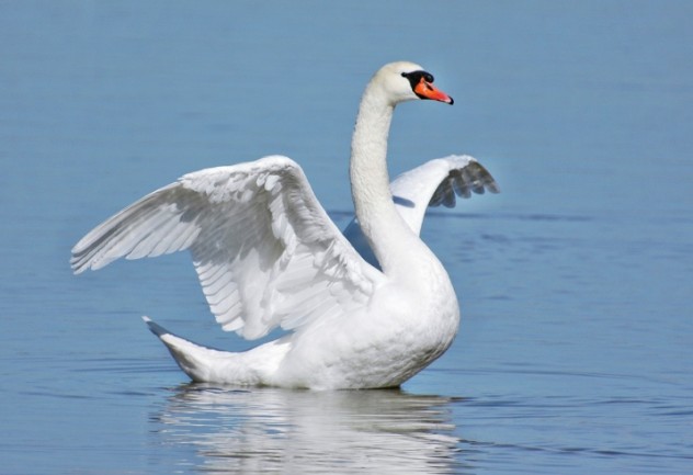 1 swan