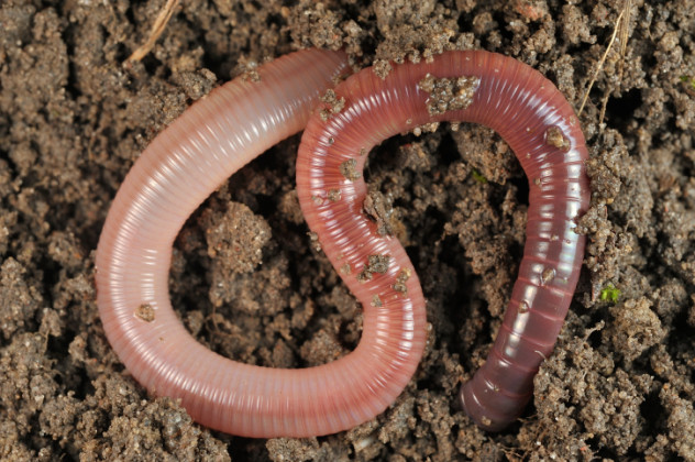 2 worm