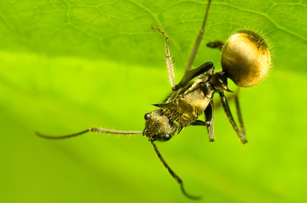 Golden Ant