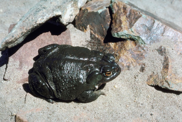 Toad On Rocks