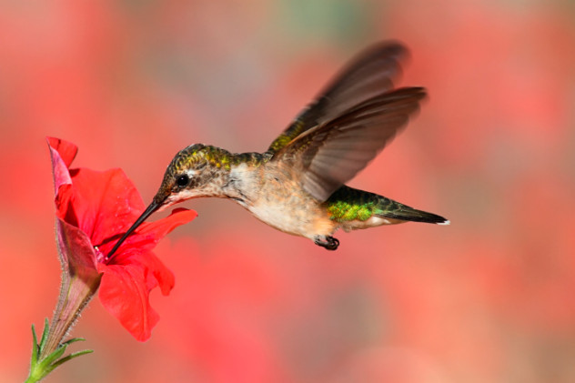 10 Reasons Hummingbirds Are Absolutely Astounding - 1