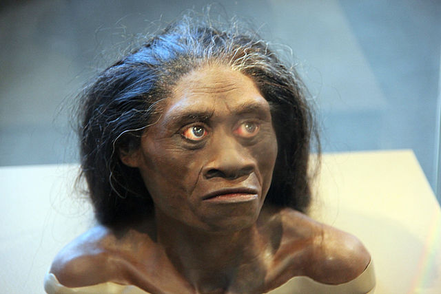 640px-Homo_floresiensis_adult_female_-_model_of_head_-_Smithsonian_Museum_of_Natural_History_-_2012-05-17