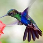 10 of the Most Gluttonous Animals 10 of the Most Gluttonous Animals