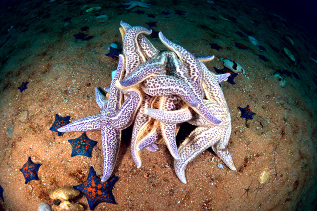 10- starfish gender