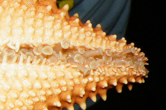 3- starfish feet