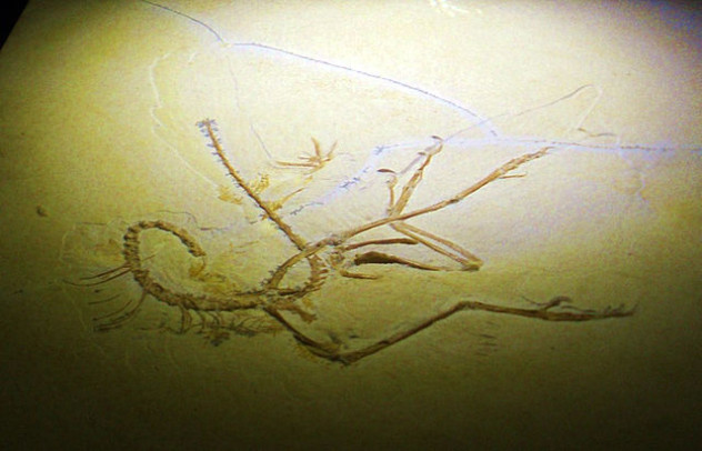 640px-Archaeopteryx_lithographica_-_11_specimen