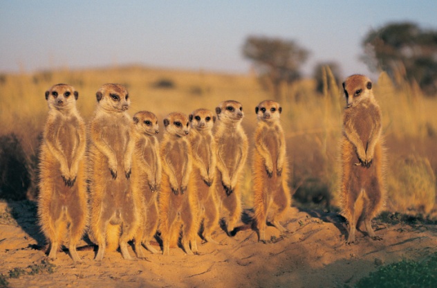 Meerkats