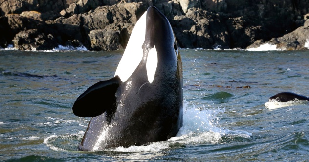 10 Incredible Stories Of Whales, Dolphins And Porpoises - Vimarsana News