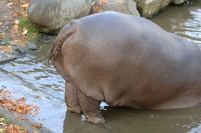 10 Bizarre Secondary Uses For Animal Body Parts - Listverse