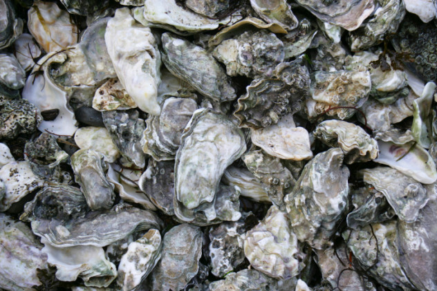 oystershells