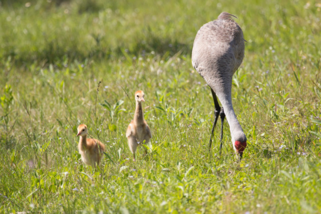 sandhillcranes