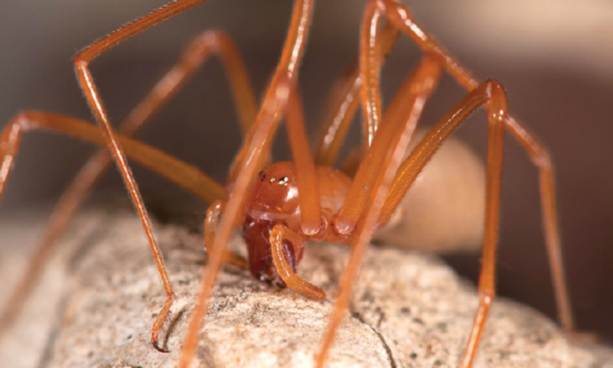 A new spider species from Mexico uses soil particles for camouflage