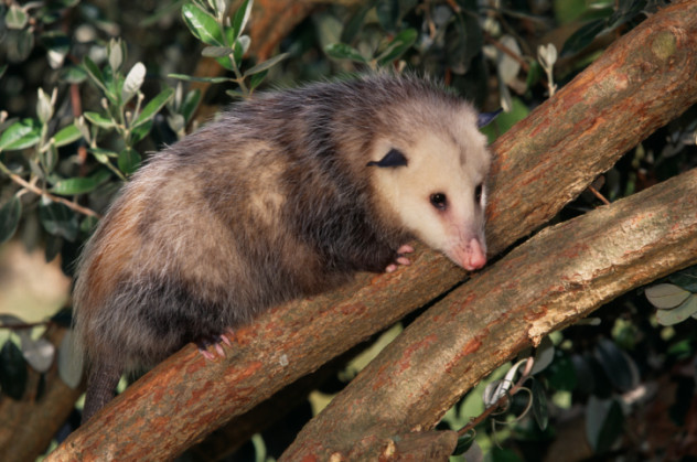 virginiaopossum