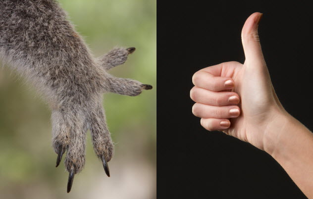 2-koala-human-hands