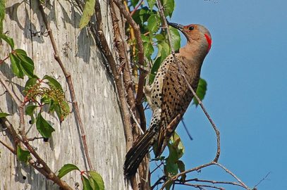 10 Weird And Wonderful Facts About Woodpeckers - Listverse