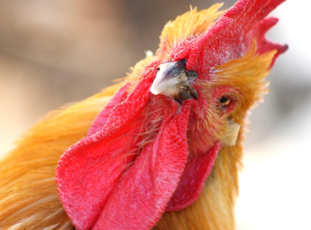 Perplexed Rooster