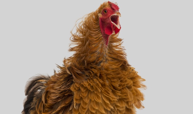 Screaming Rooster