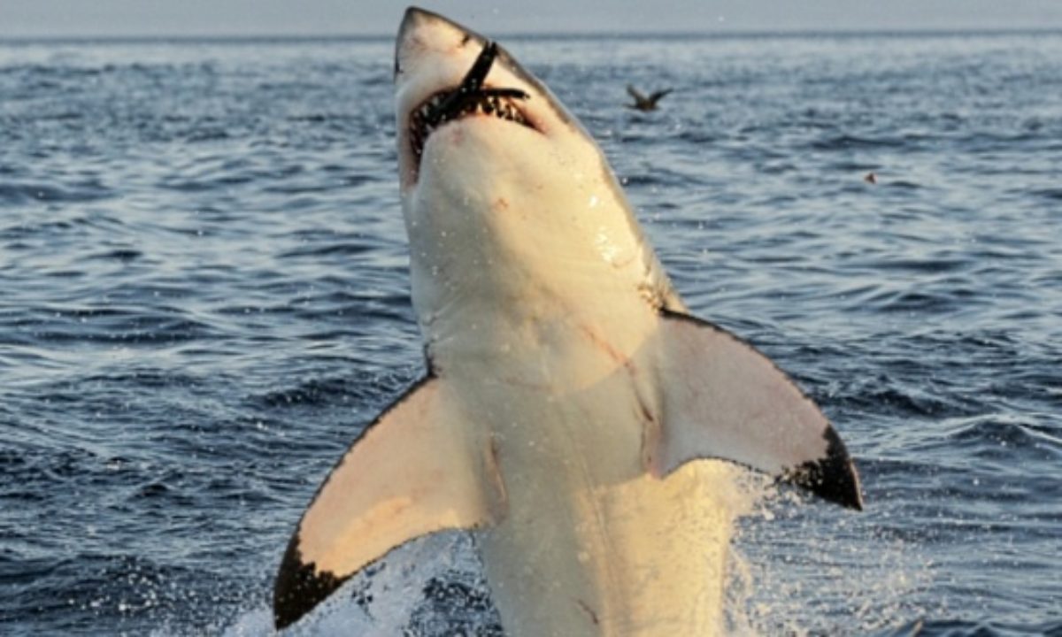 Shark attacks at the Jersey Shore in 1916 changed the way Americans' view  the predators