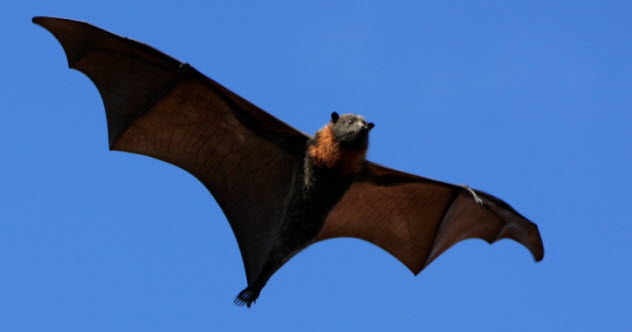 4-possible-feature-flying-fox-92100643