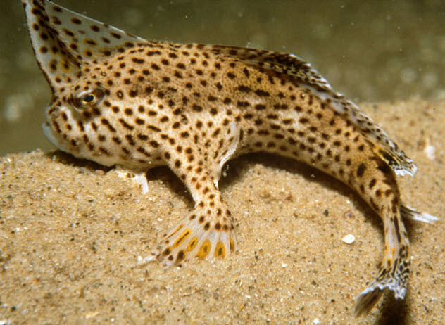5-spotted-handfish