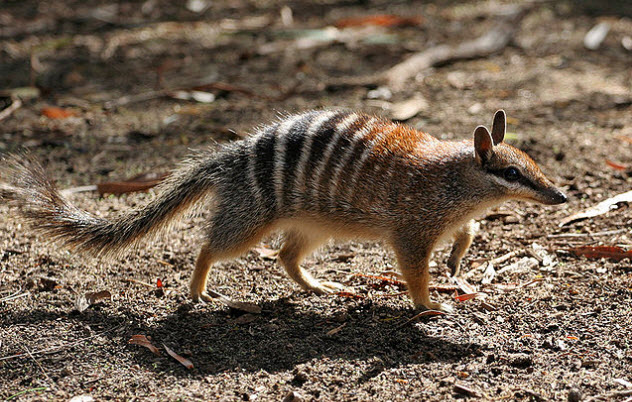 10 Awesome Animals You Don't Expect To Find In Australia - Listverse