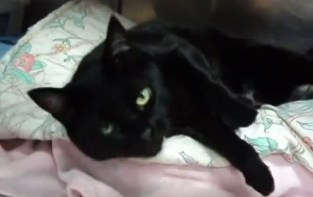 7-black-cat-bed
