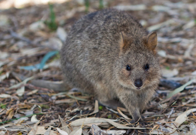 7a-quokka-use-this-464935492