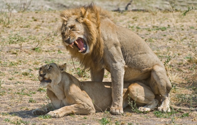 Lions Mating