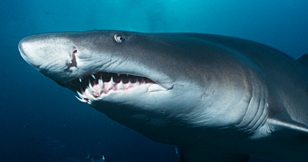 10 Crazy Ways Sharks Will Amaze You (If You Don't Get Too Close ...