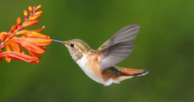 1-feature-hummingbird-453995853