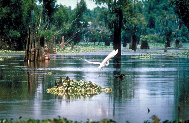 1-louisiana-swamp