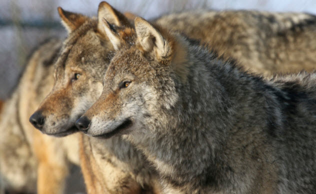 10 Strange Wolf And Werewolf Panics From History - 99