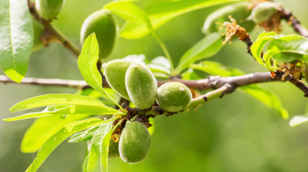 5-almond-tree-467362507
