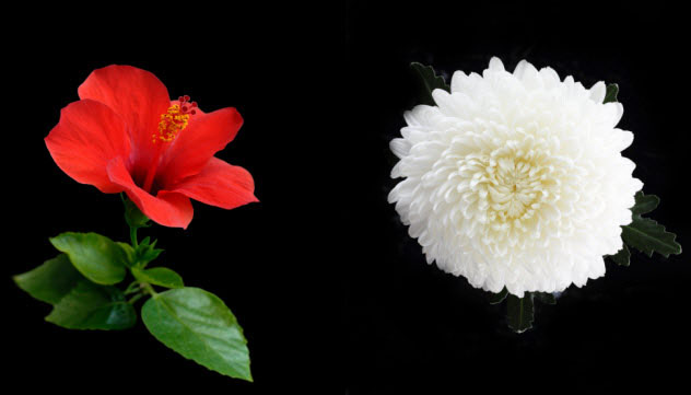 6-red-white-flower