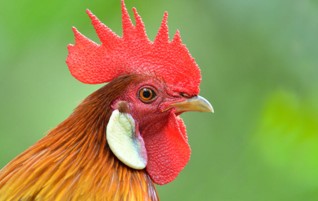 6-rooster-480802420
