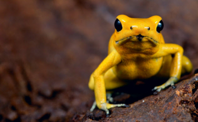 8-golden-poison-frog-137135098