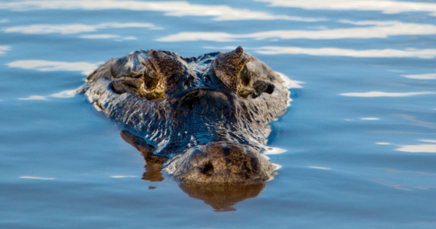 10 Crazy Facts About Crocodilians - Vimarsana News