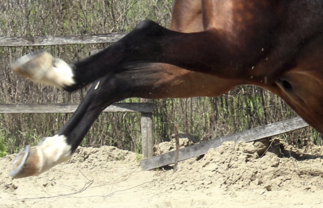 Horse Kick