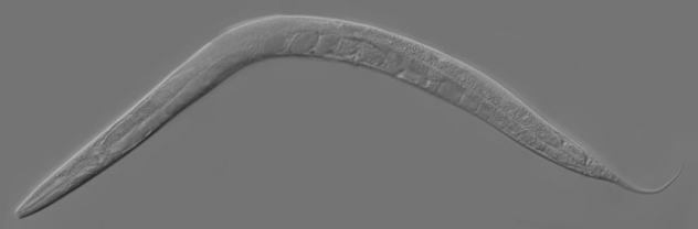 C. elegans